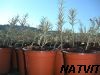 Plant argousier Femelle