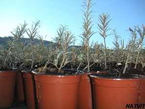 Plant argousier Mâle