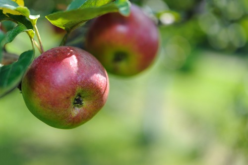 Culture des pommes sur mon exploitation agricole dans les Alpes
